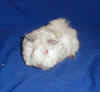 mar04kim_halfmoon.jpg (21850 bytes)
